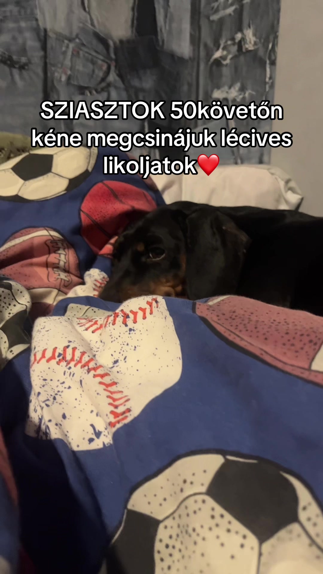 @TOFIKA🐶