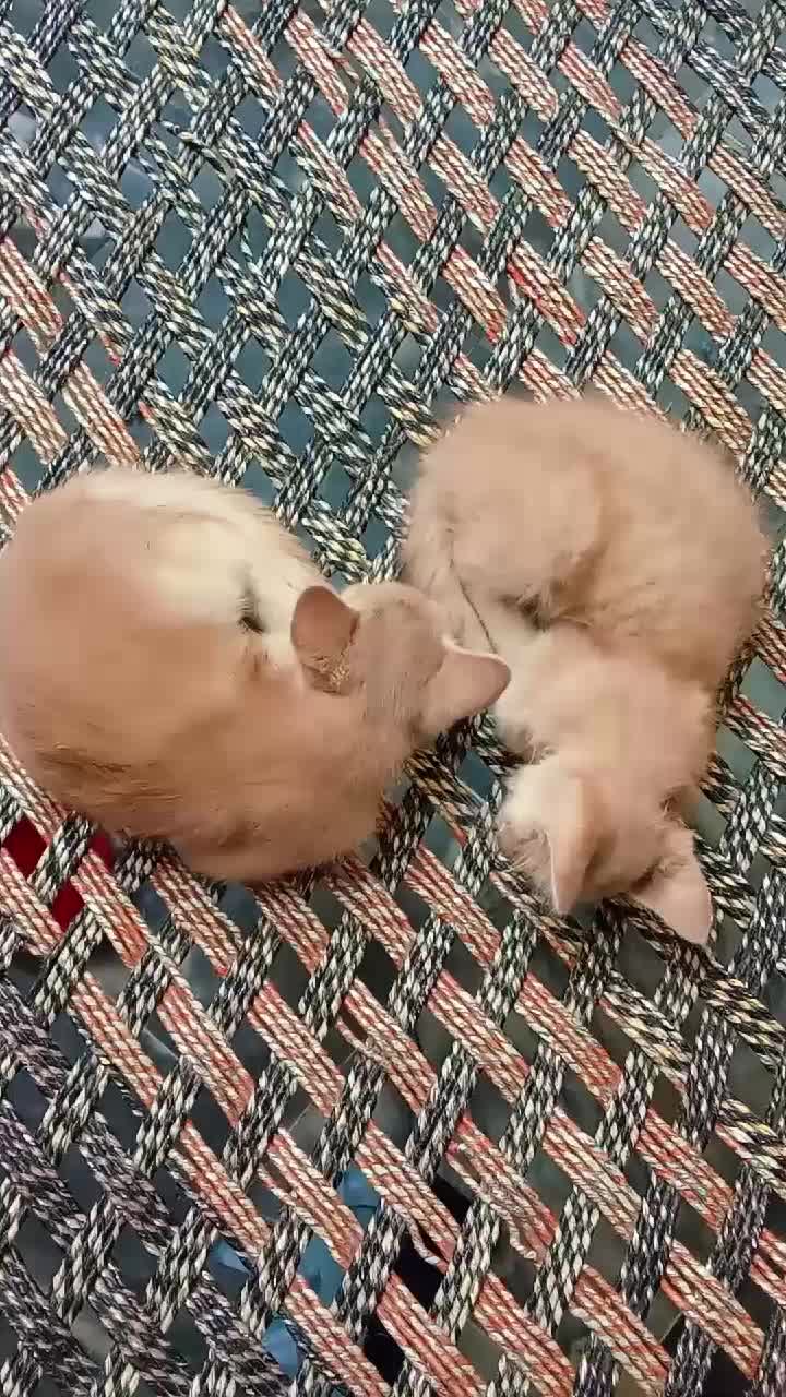 @cutecatlover8172