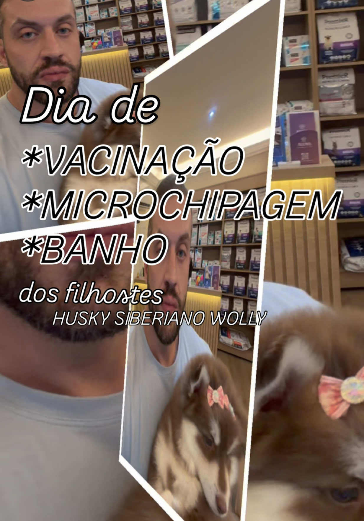@Brazilian Pomsky