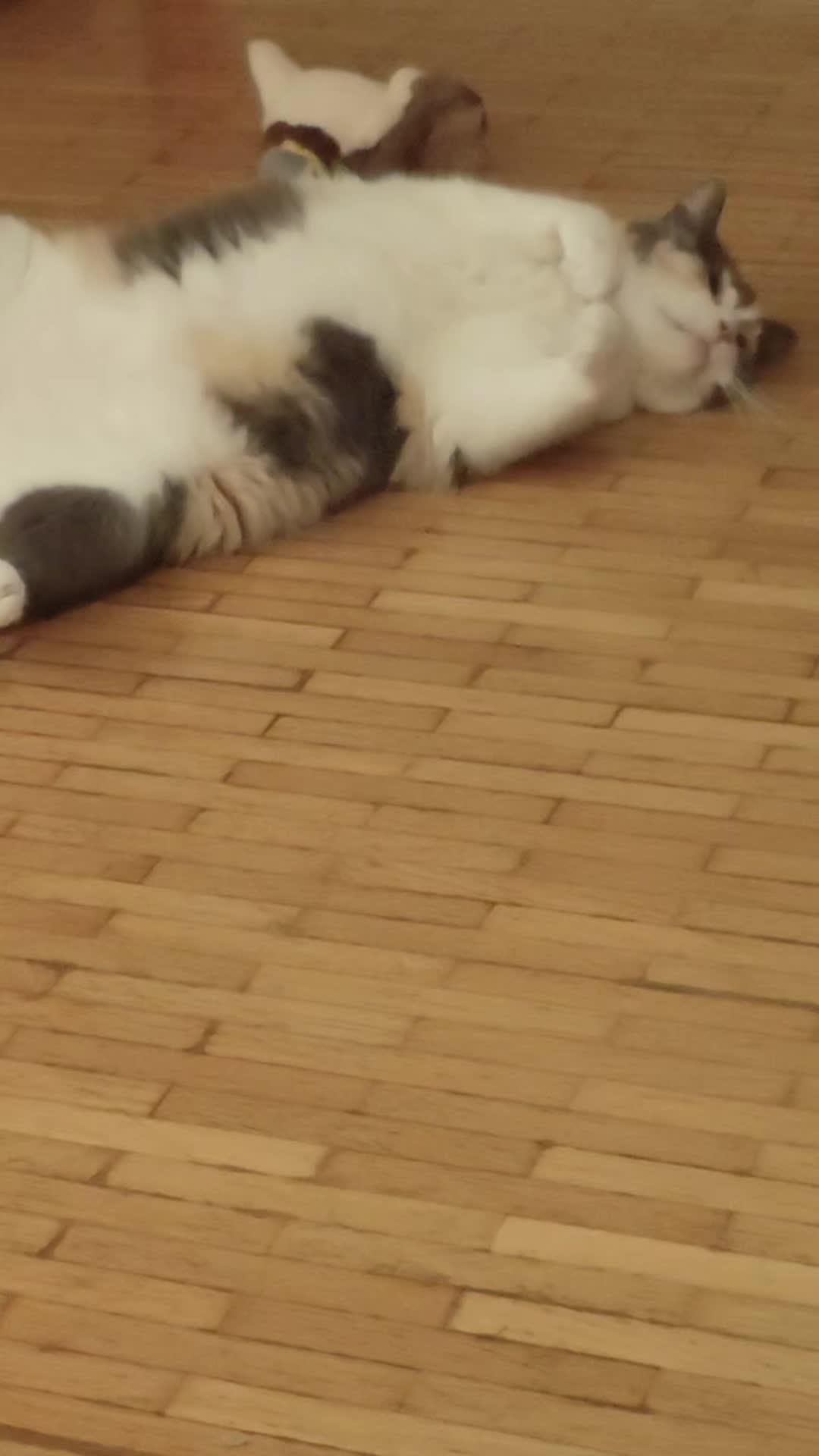 @Süsse Katze🐈