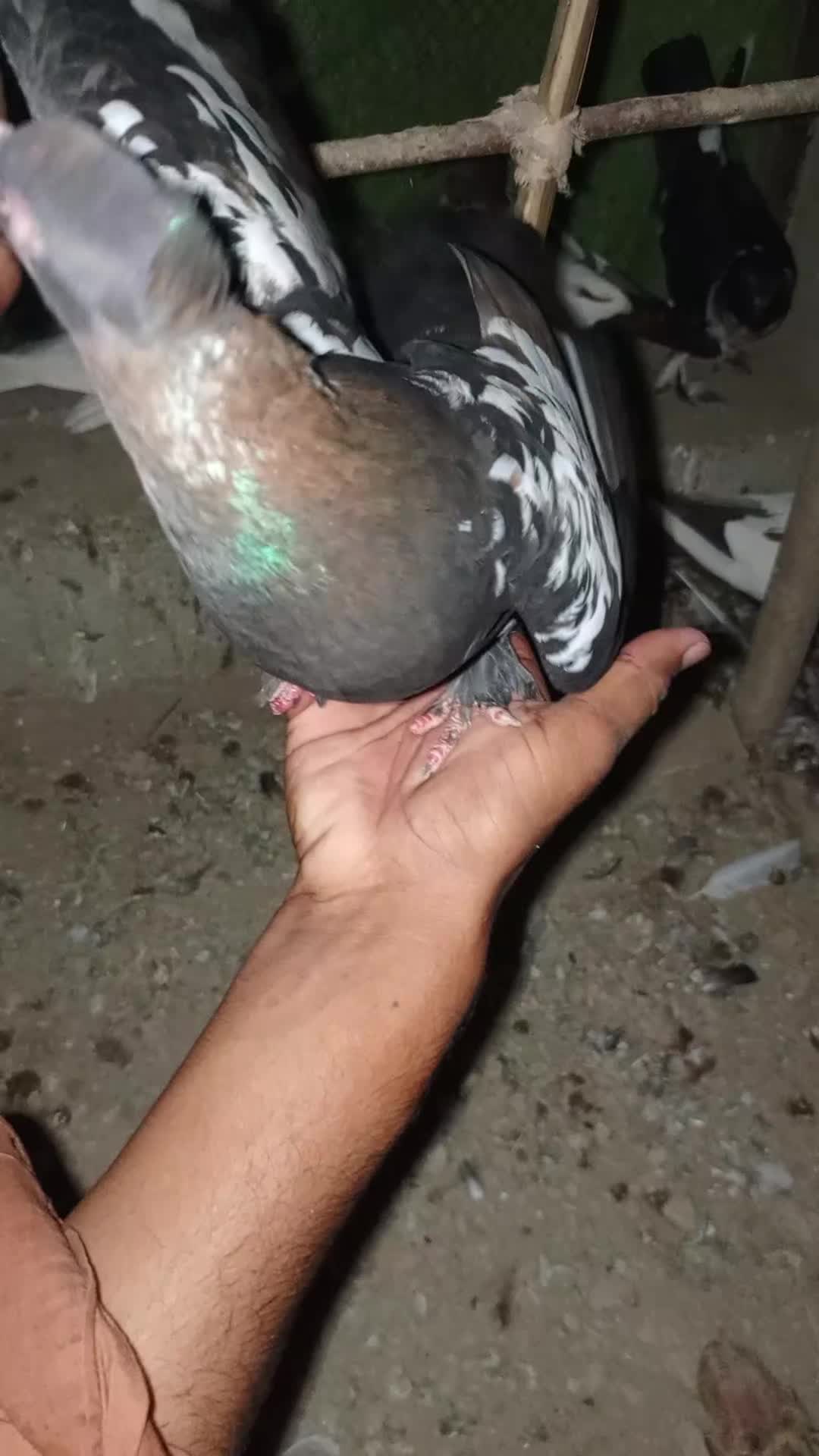 @best Birds912