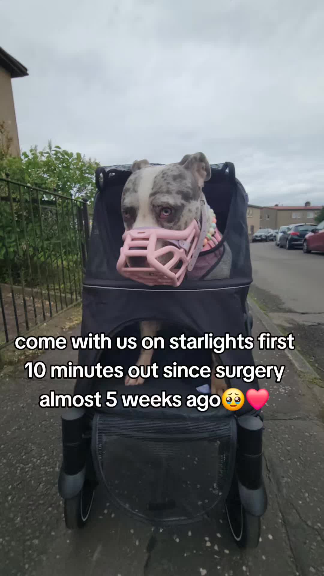 @kirsty+starlight the xl bully