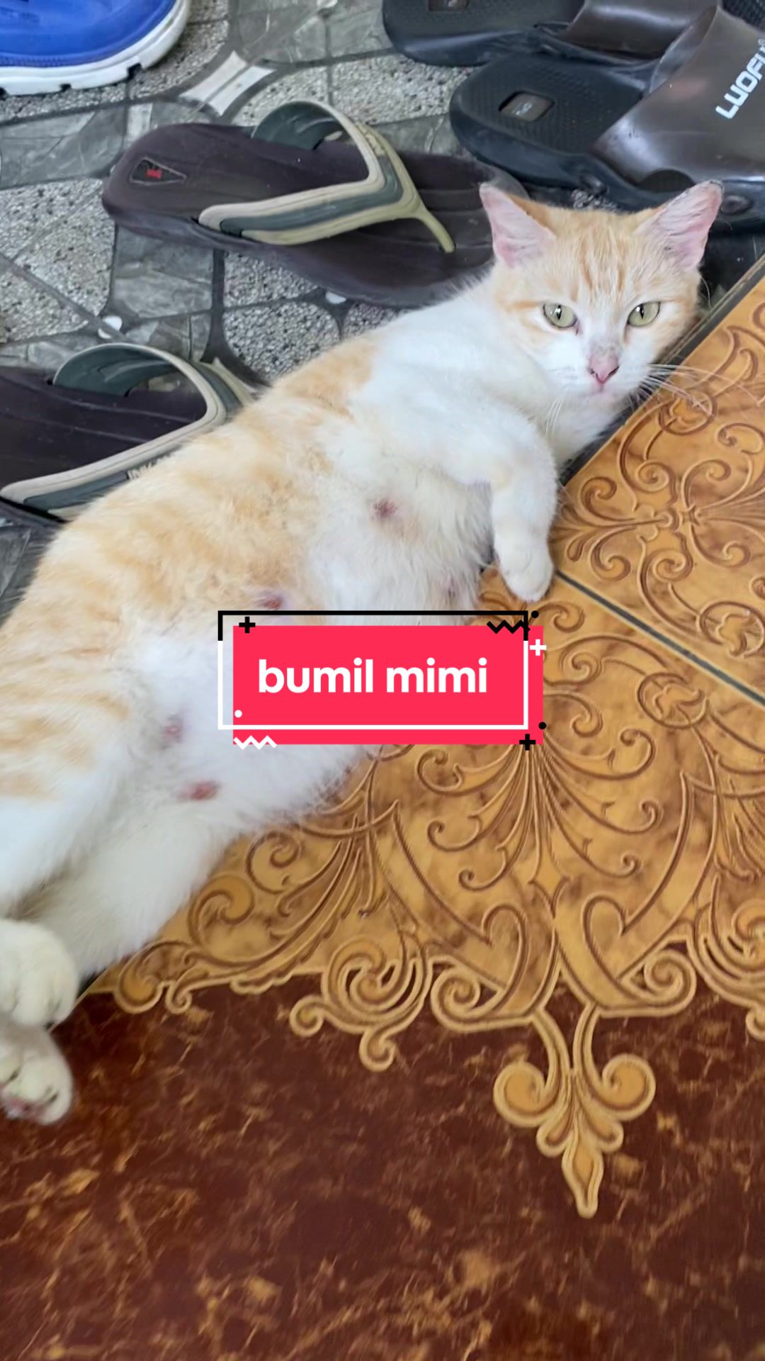 @unothemaincoon