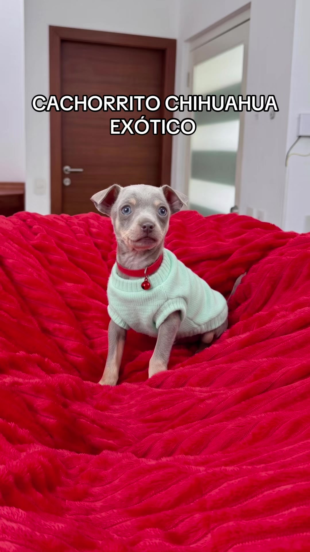 @Super Pet Ecuador 🇪🇨 🐶