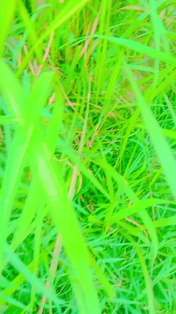 @dahitnikhil