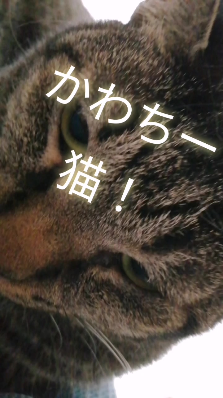 @モンチッチ大好き星人