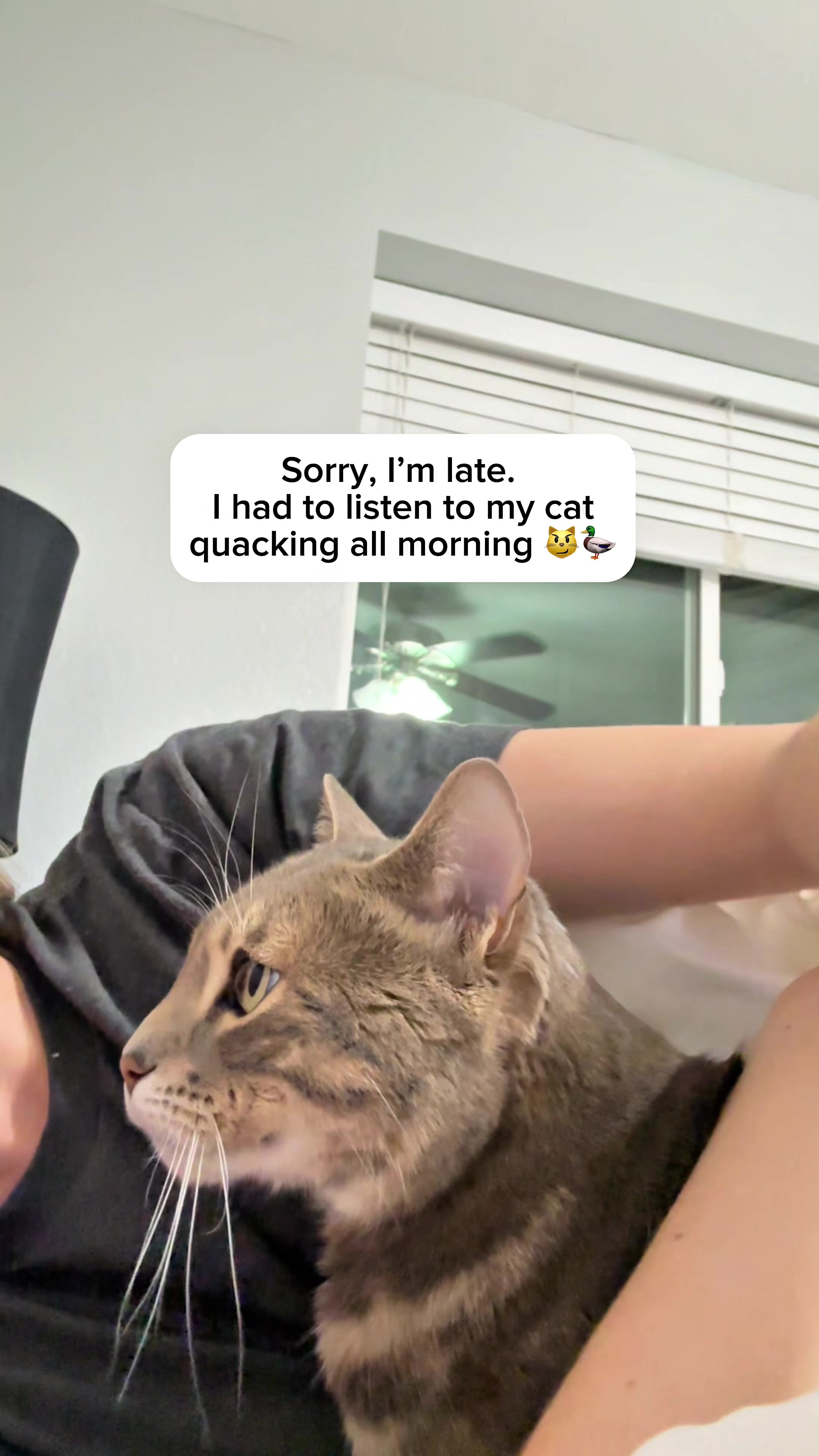 @Mochi the Bengal