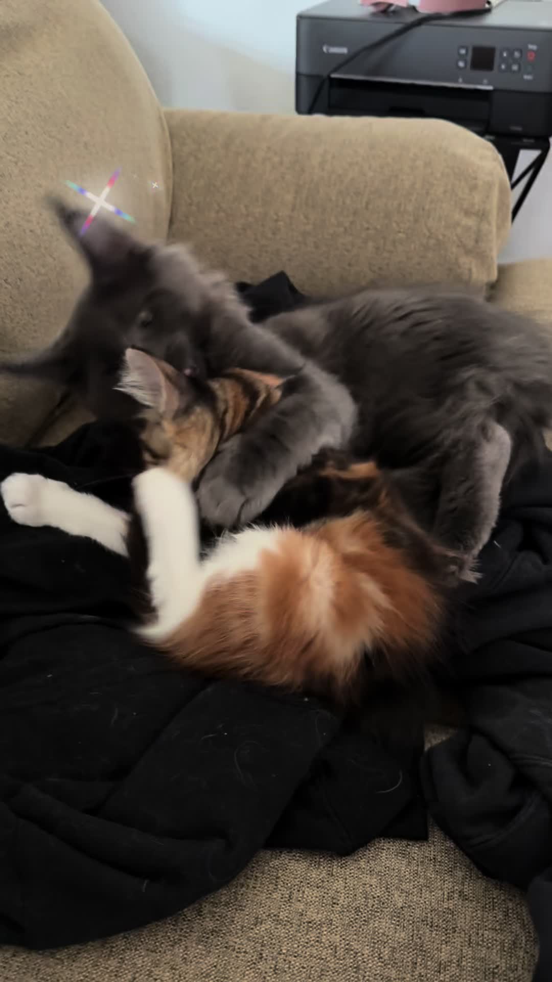 @StarKingdomMaineCoons