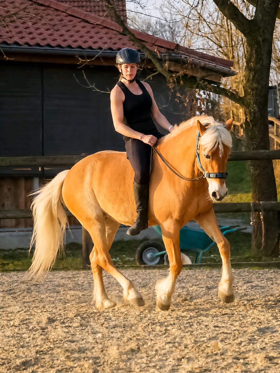 @Dreamhorse_Edelbluthaflinger