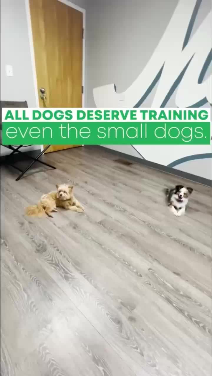 @Miracle K9 Training