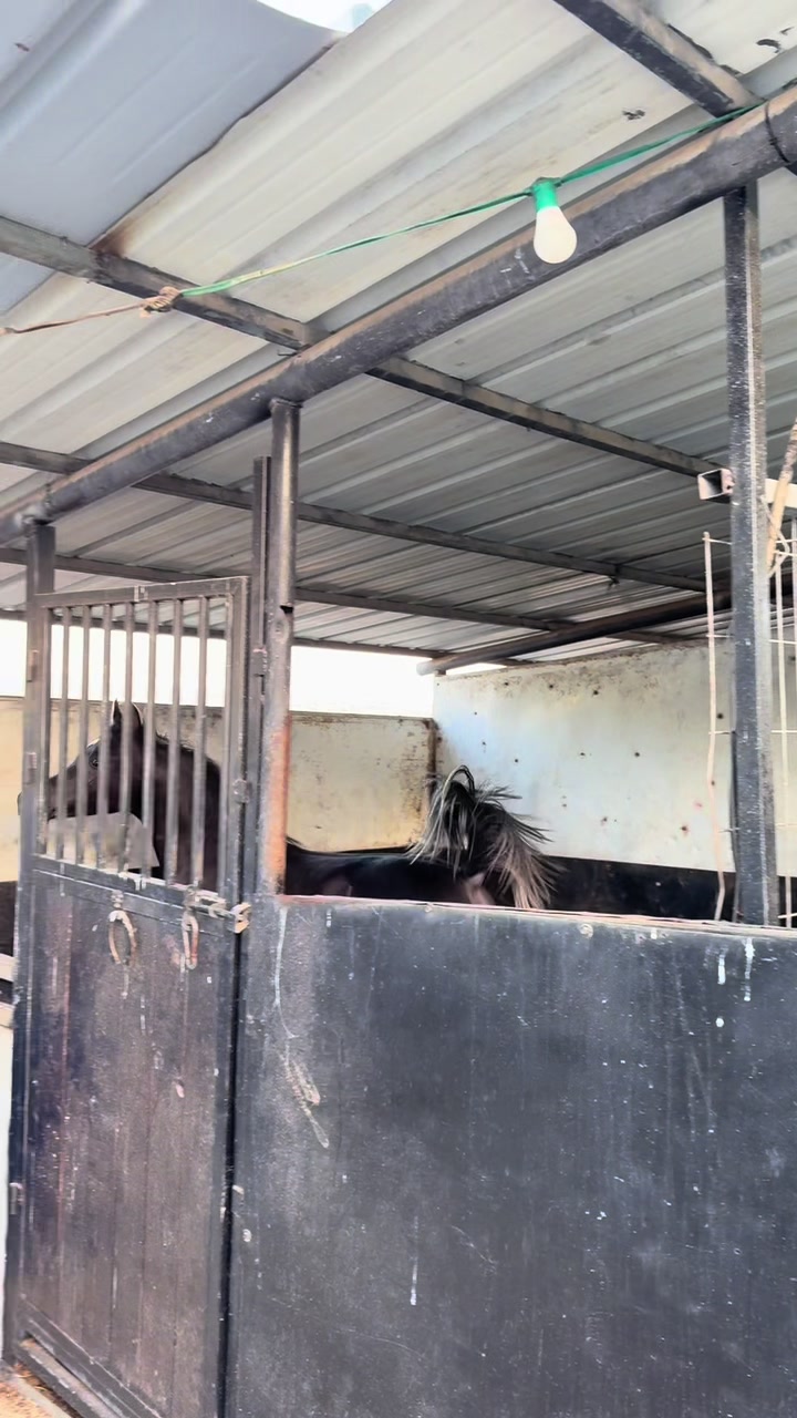 @חוסיין כעביה🐎