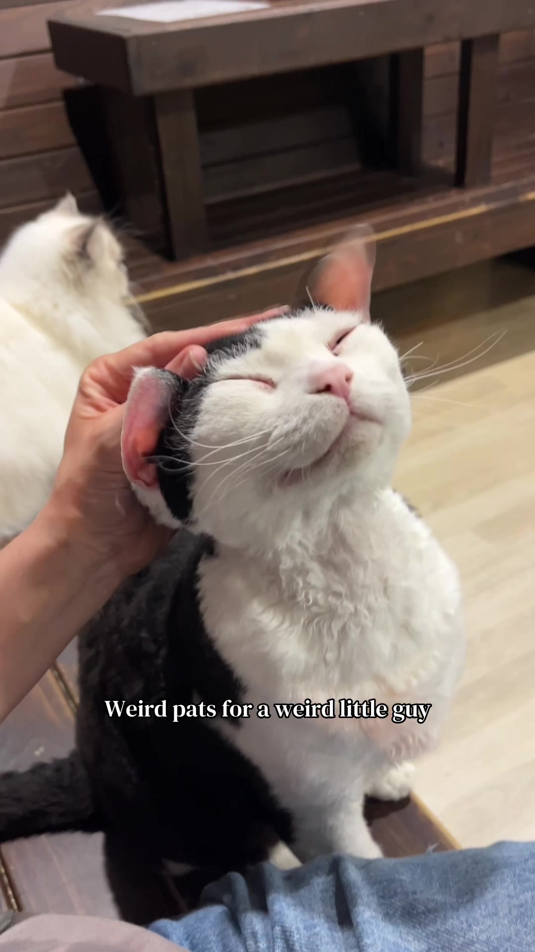 @crazycatcafe