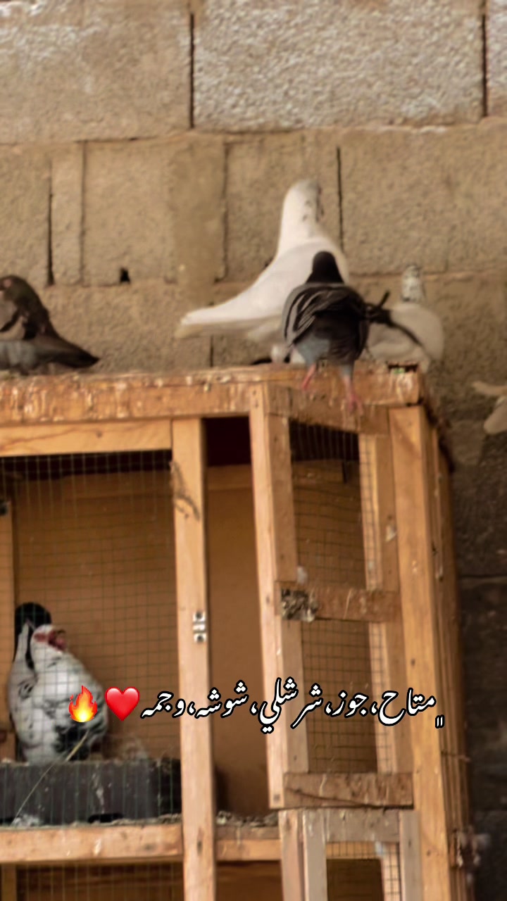 @﮼عزو،السليني🕊️🫀
