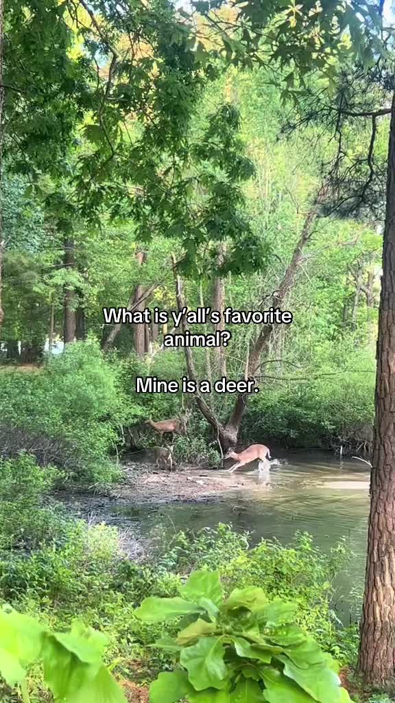 @MD/catboytonex