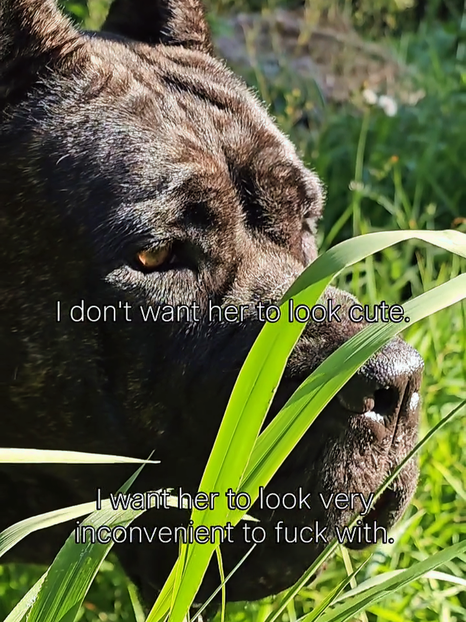 @SalmonCreekCaneCorso