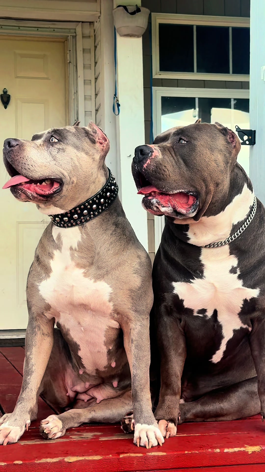 @🐾 Boundless Bullies 🐾