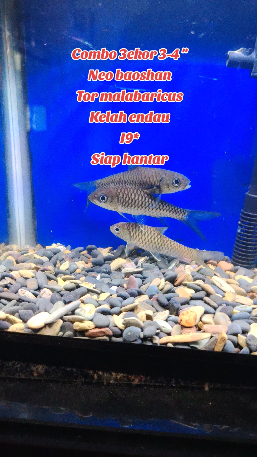 @Din_BB Aquatic
