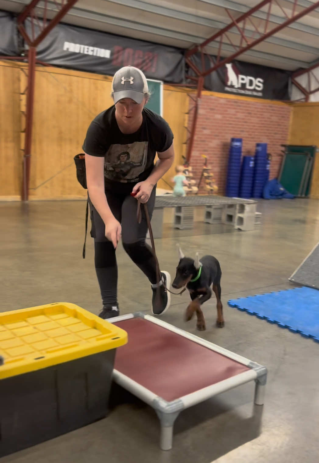 @Protection Dog Sales