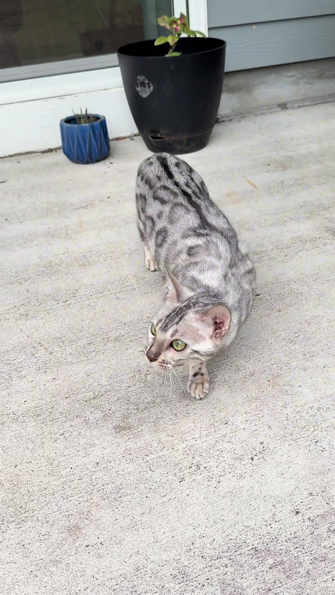@Sagethebengal