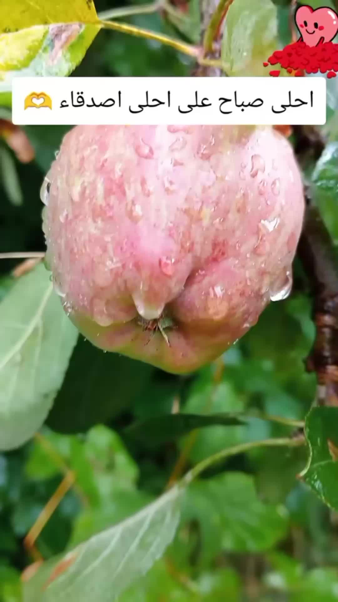 @🍀🇲🇫 حديقة حبيبة 🇲🇦🌺
