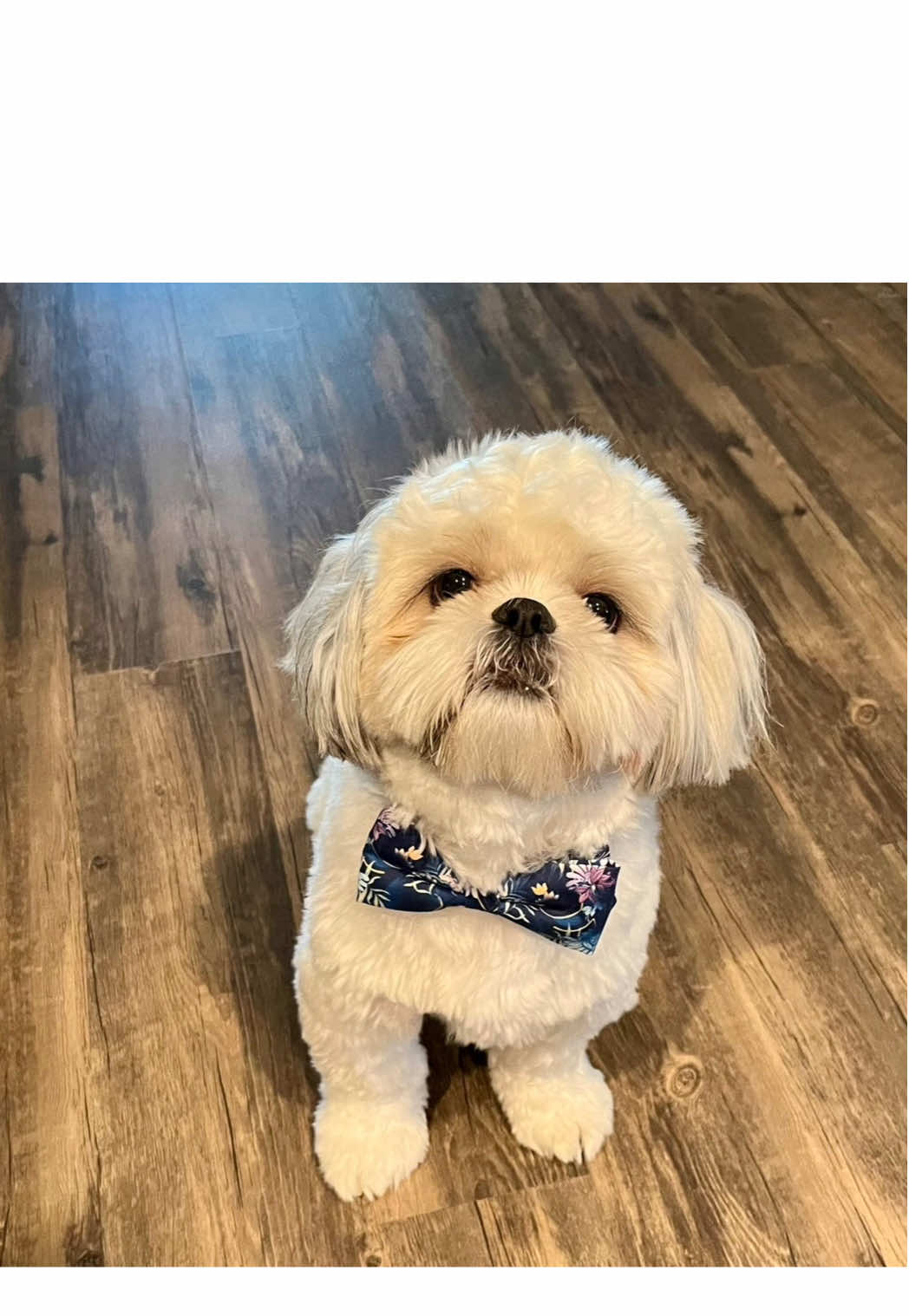 @Dye and Pine