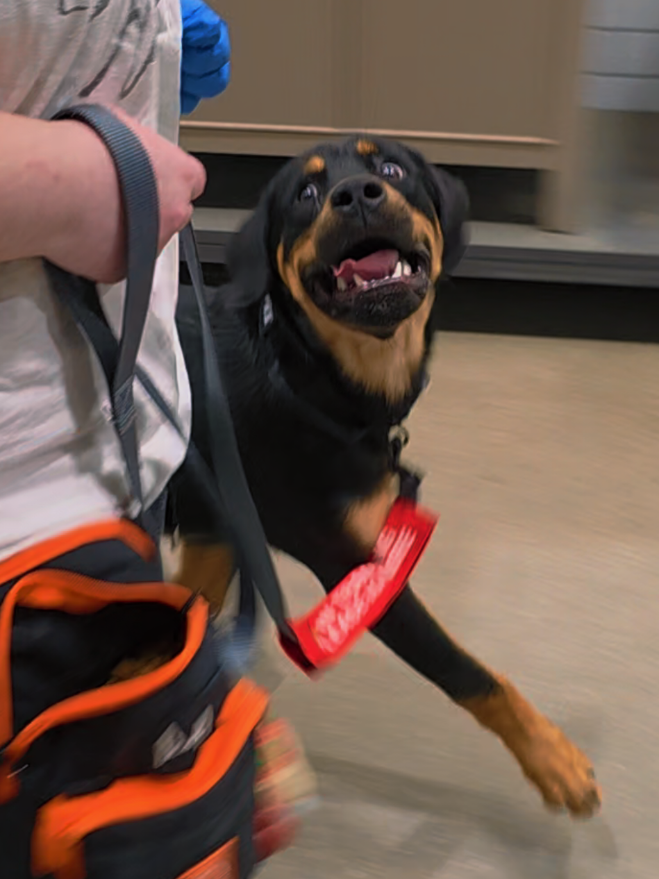 @Canine Wonders Training