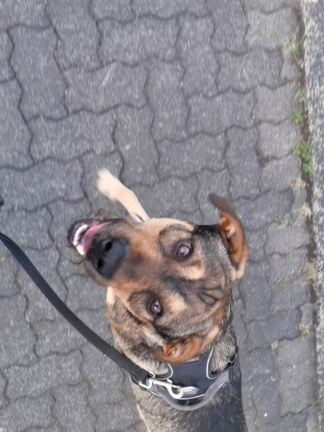 @Ares🐕🐾