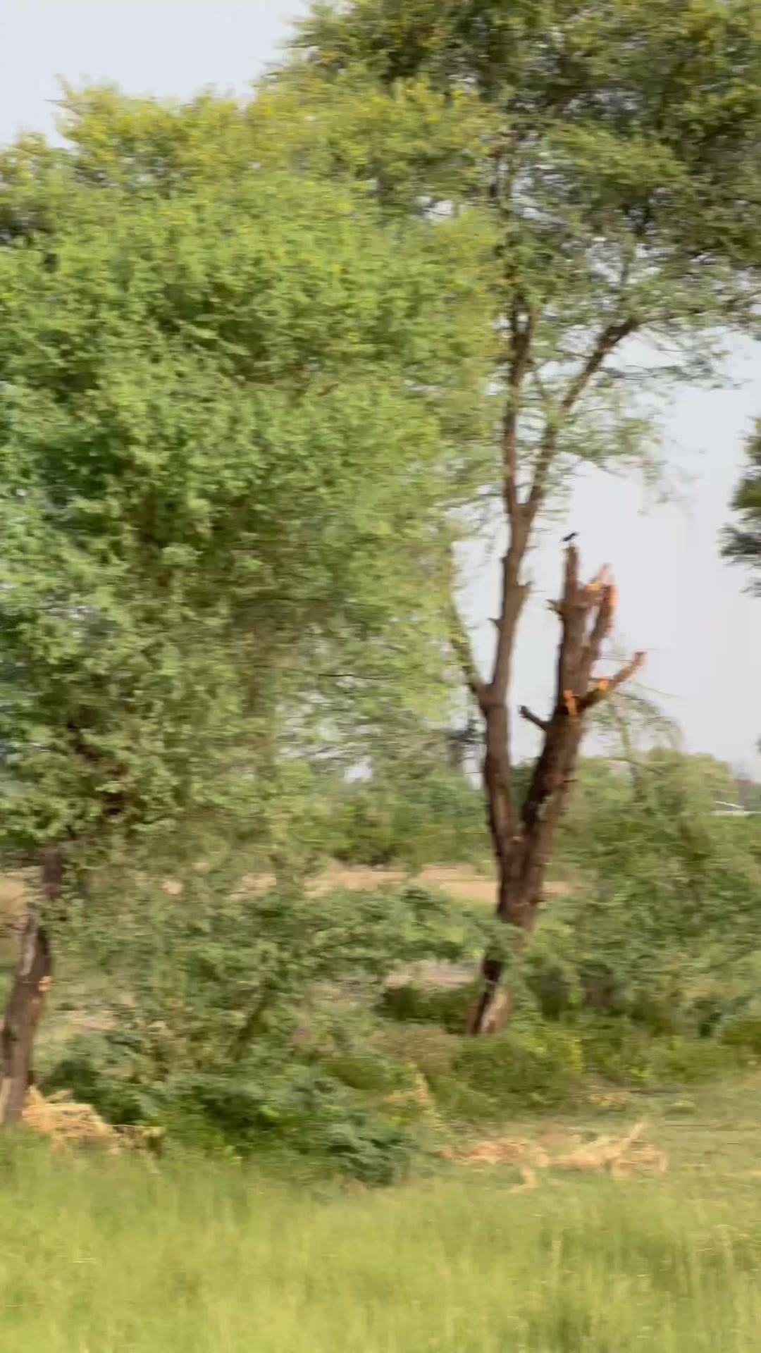 @M.HaSSaN 🇵🇰