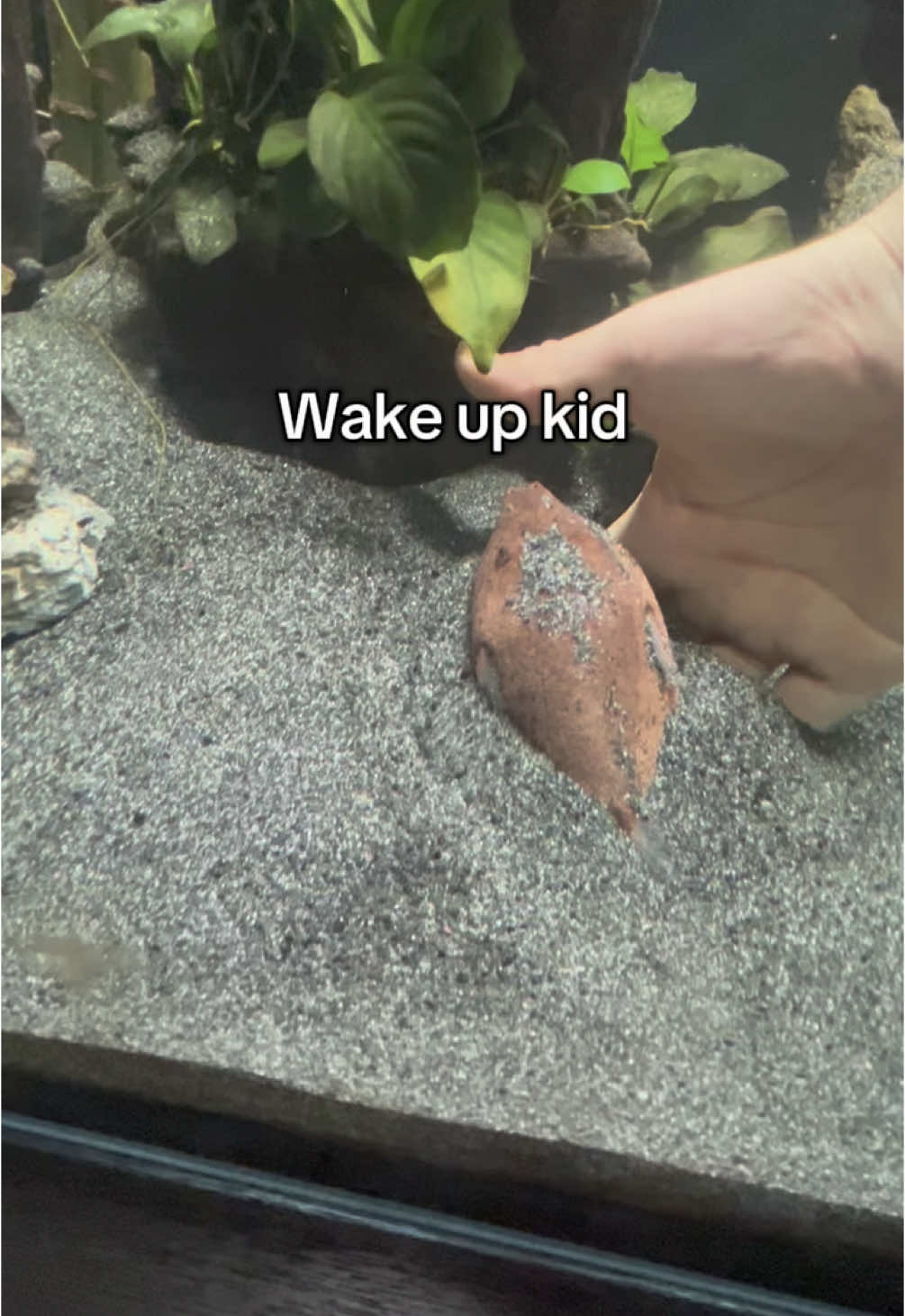 @The Puffer Brother