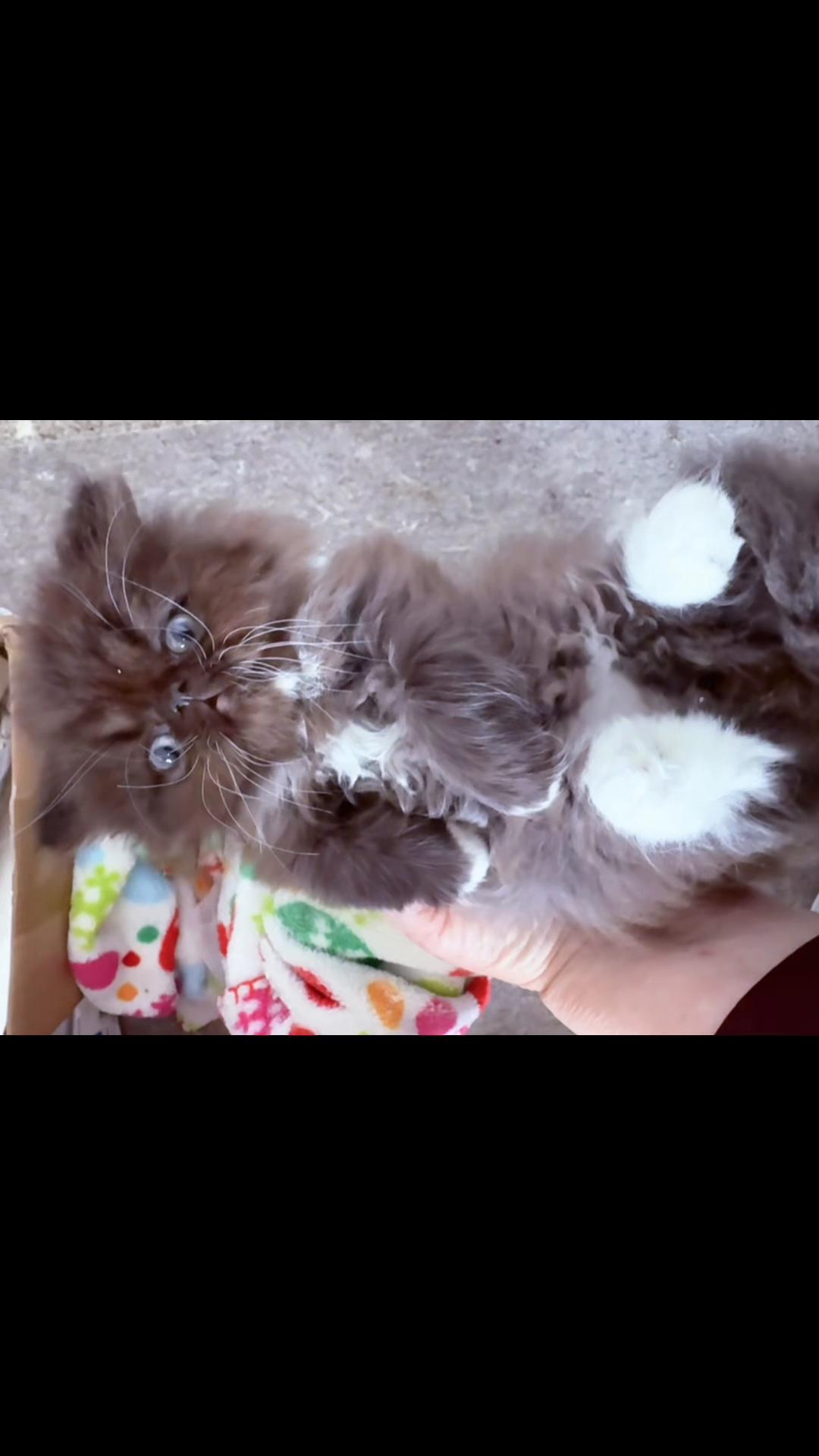 @PersianKitten