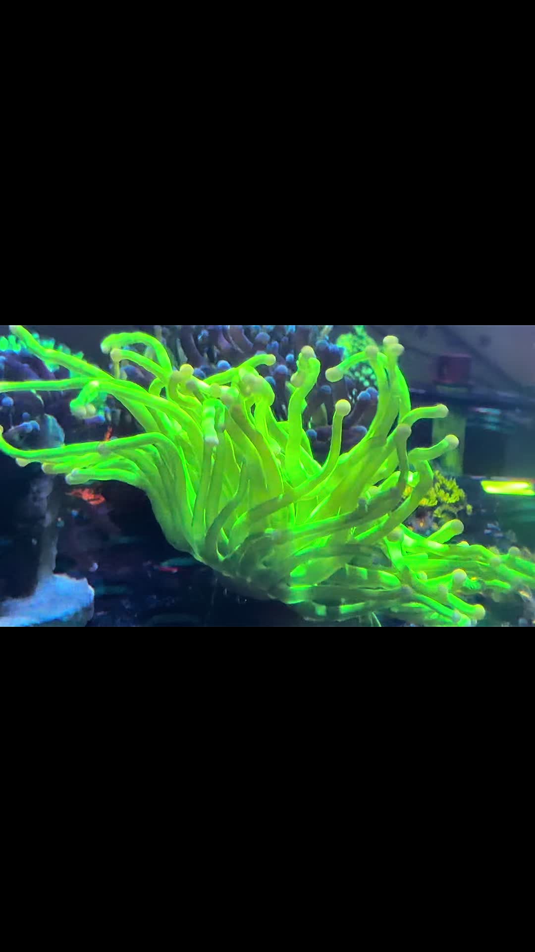 @Inner_Circle_Reefing