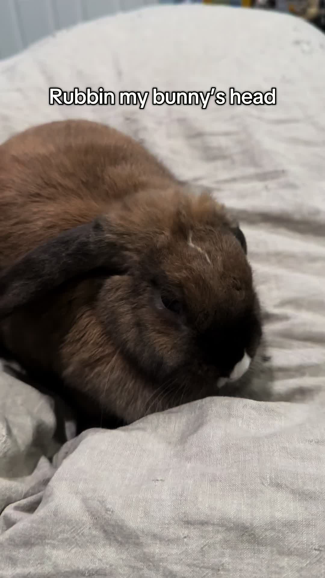 @honeythebunny24