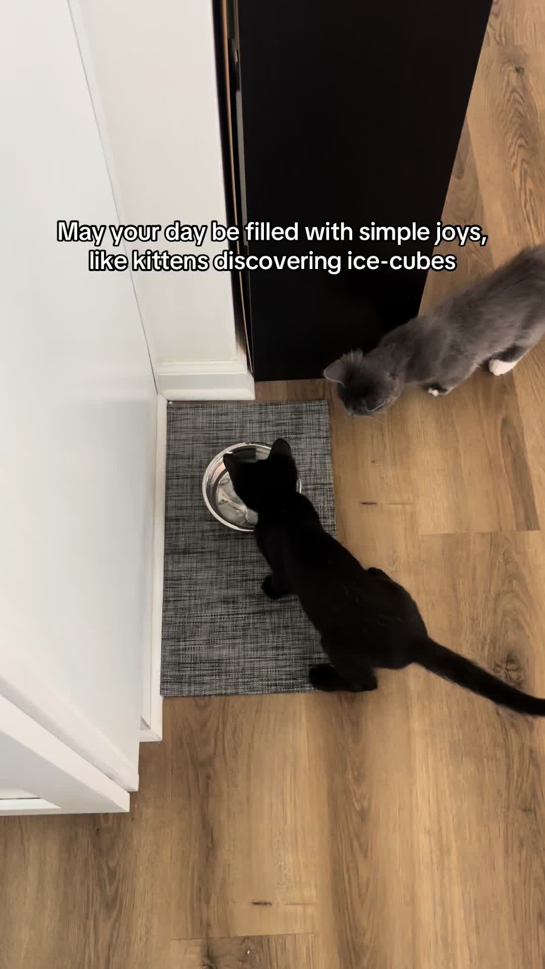 @Christina | Cat Rescue 🐾