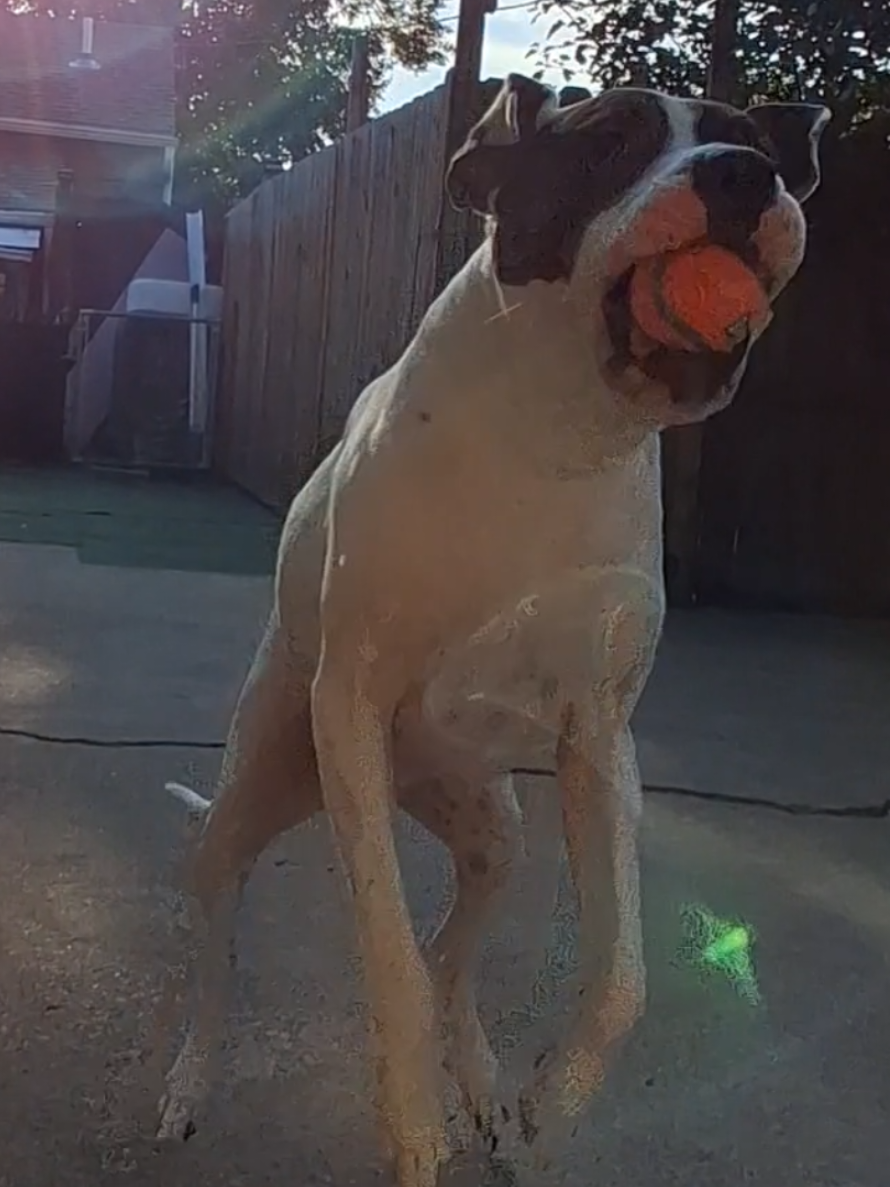 @DoggoDogz