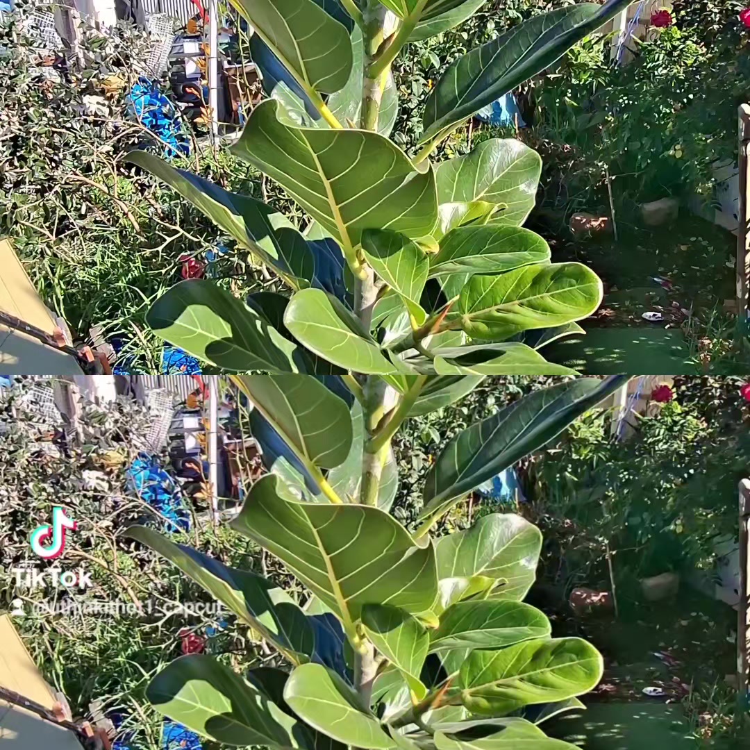 @Uthinkithot_Capcut organic