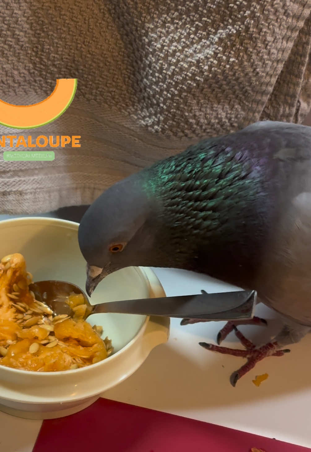 @Beebee The Pigeon