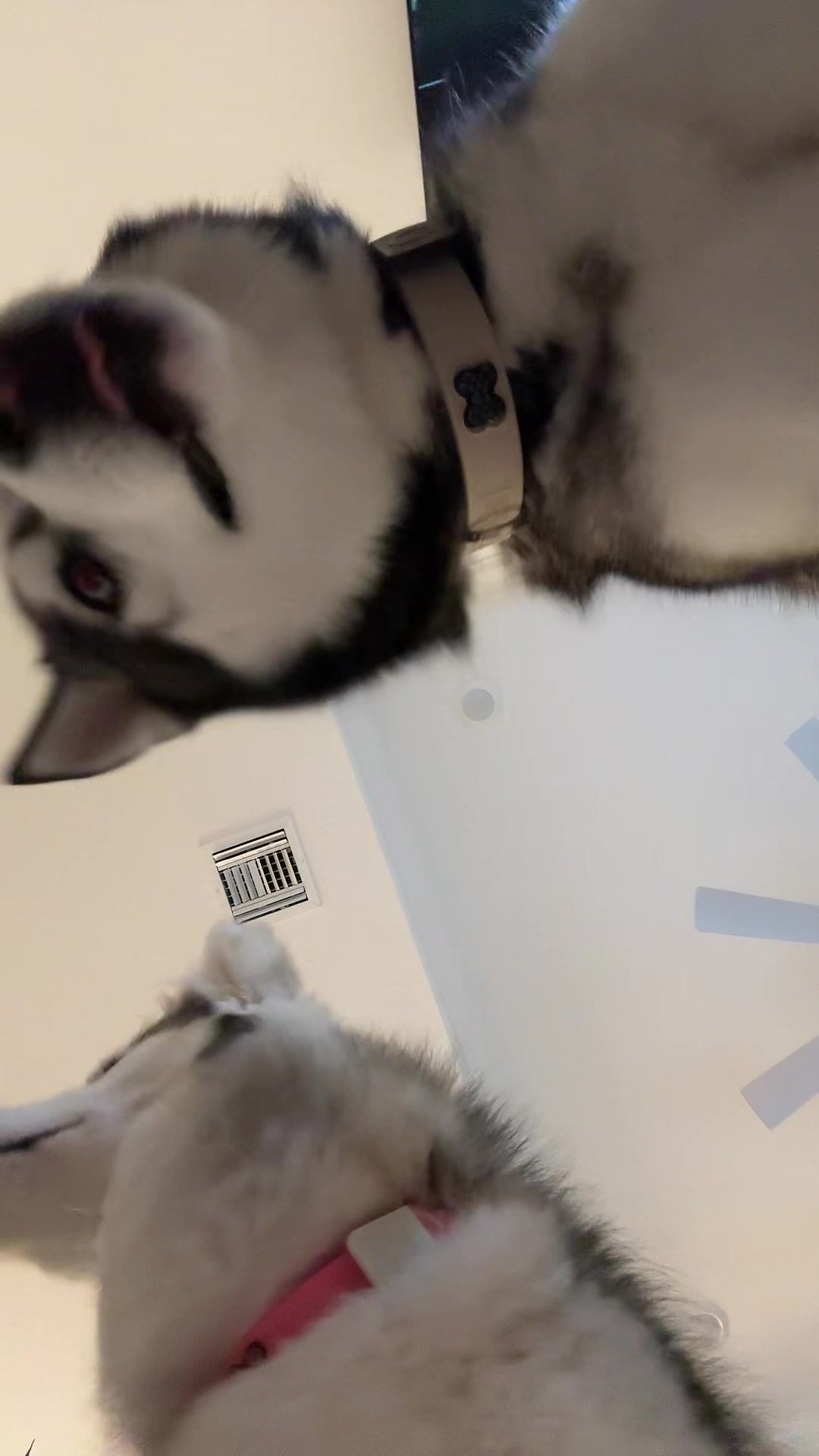 @lifewith2huskies