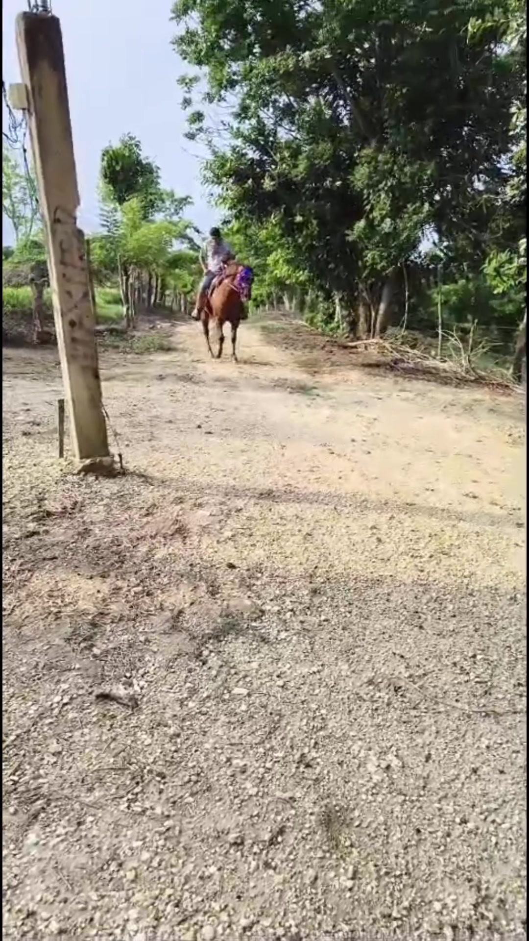 @maya