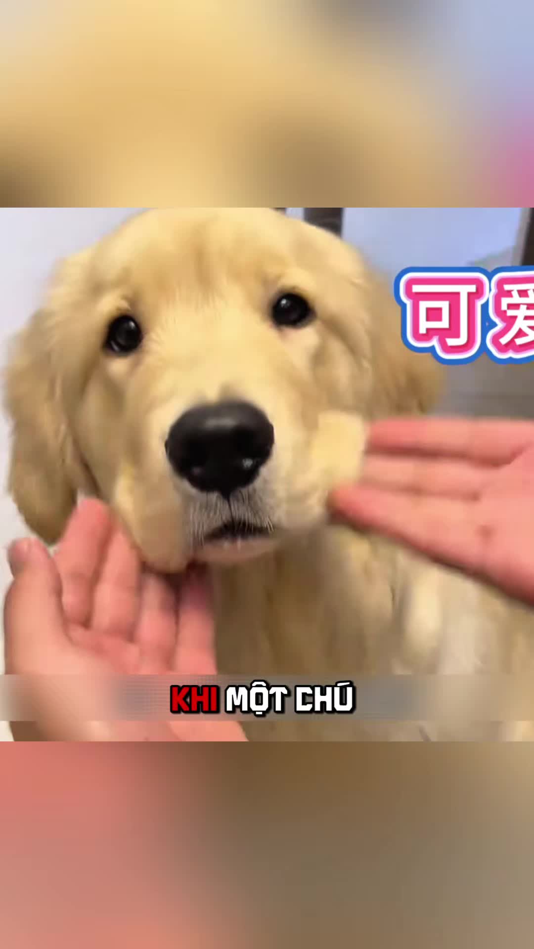 @Zatsugaku Animal