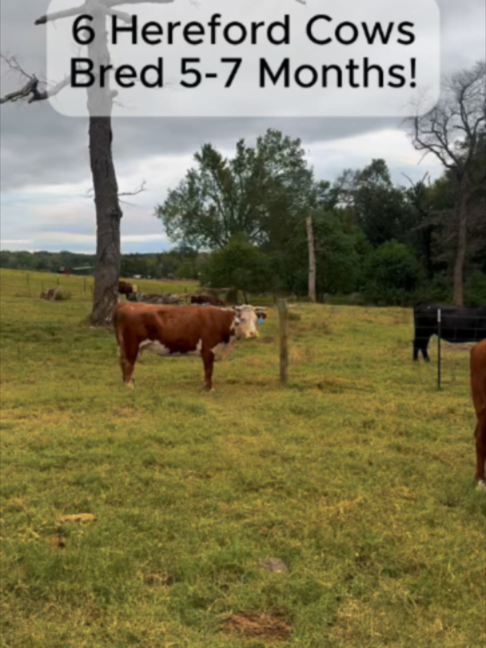 @Rutherford Land and Cattle