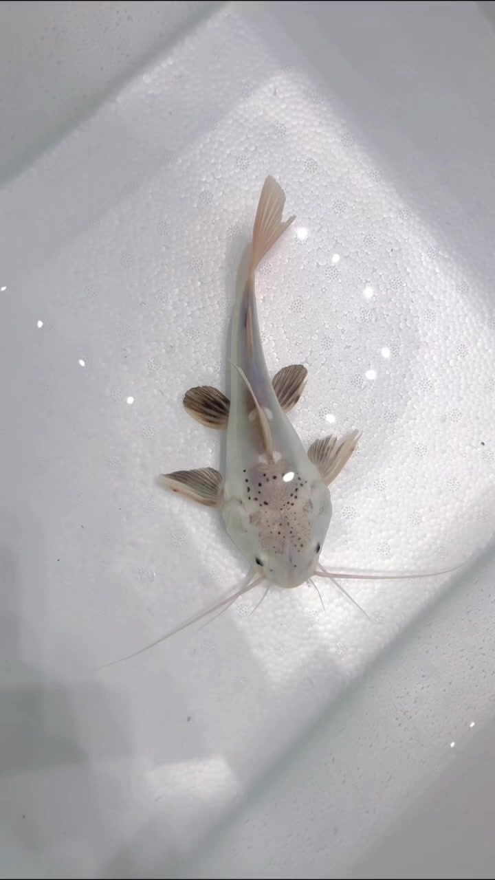 @網上看魚