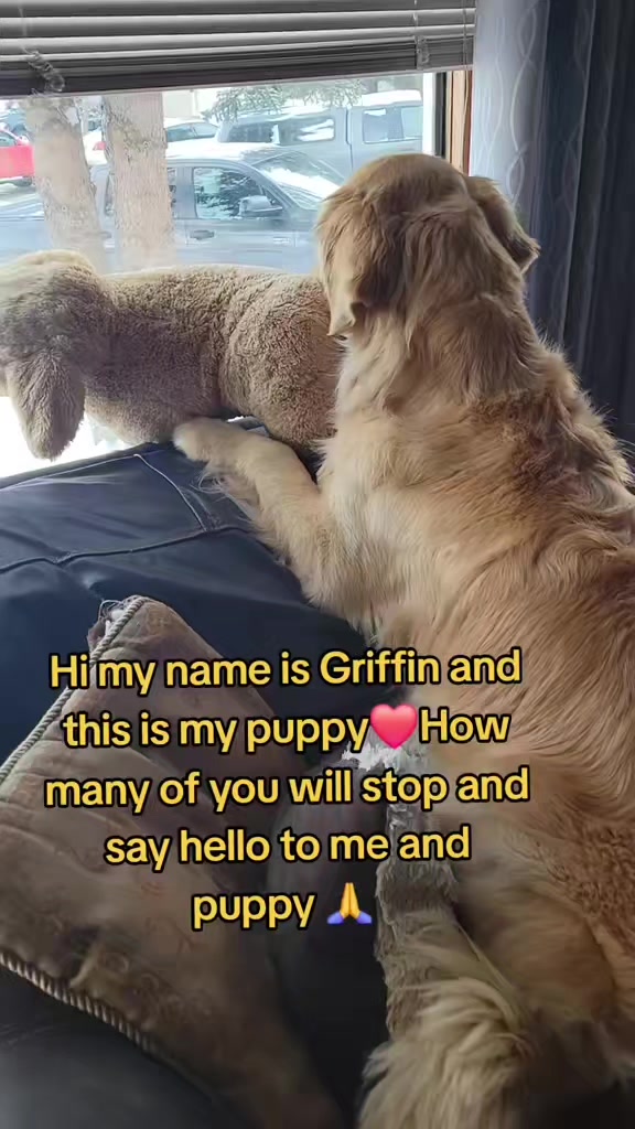 @🐶Griffin