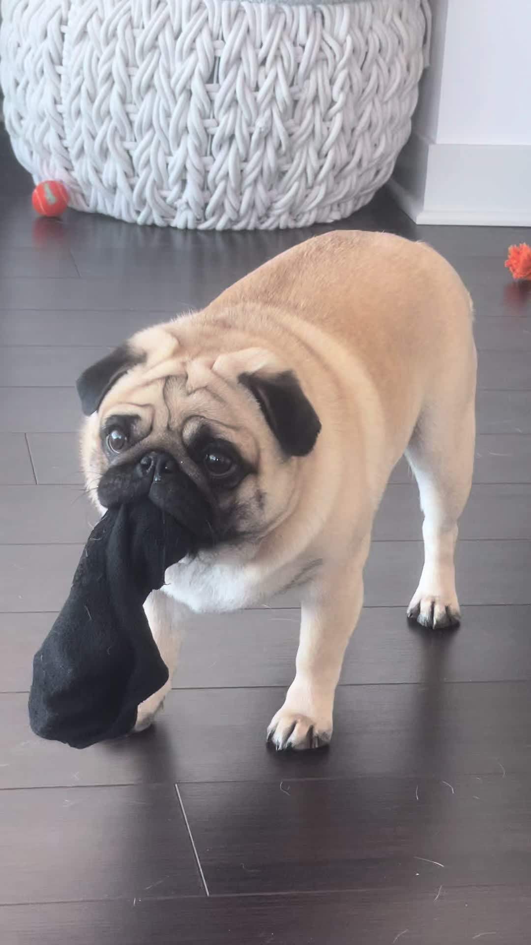 @PUGNAROUND