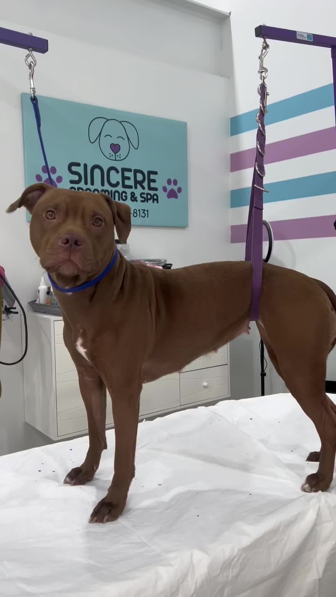 @Sincere Groomer