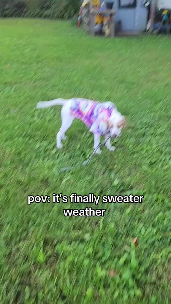 @Sproutie 🐶