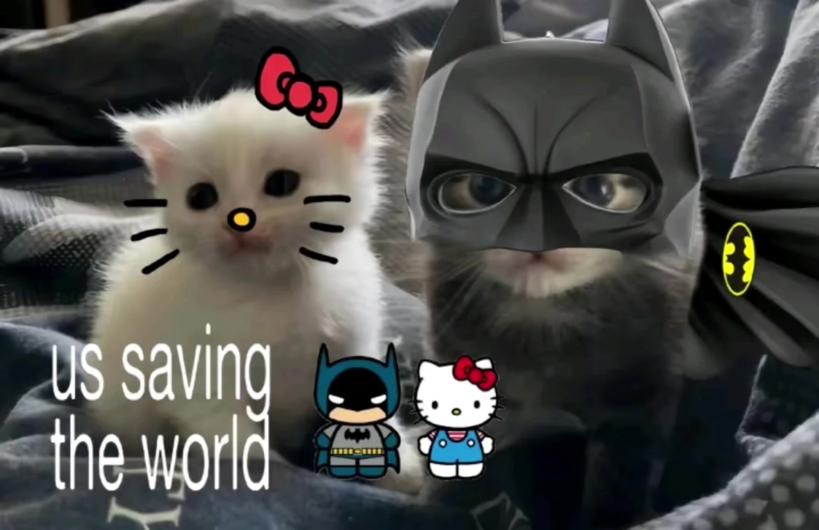 @Cat Memes