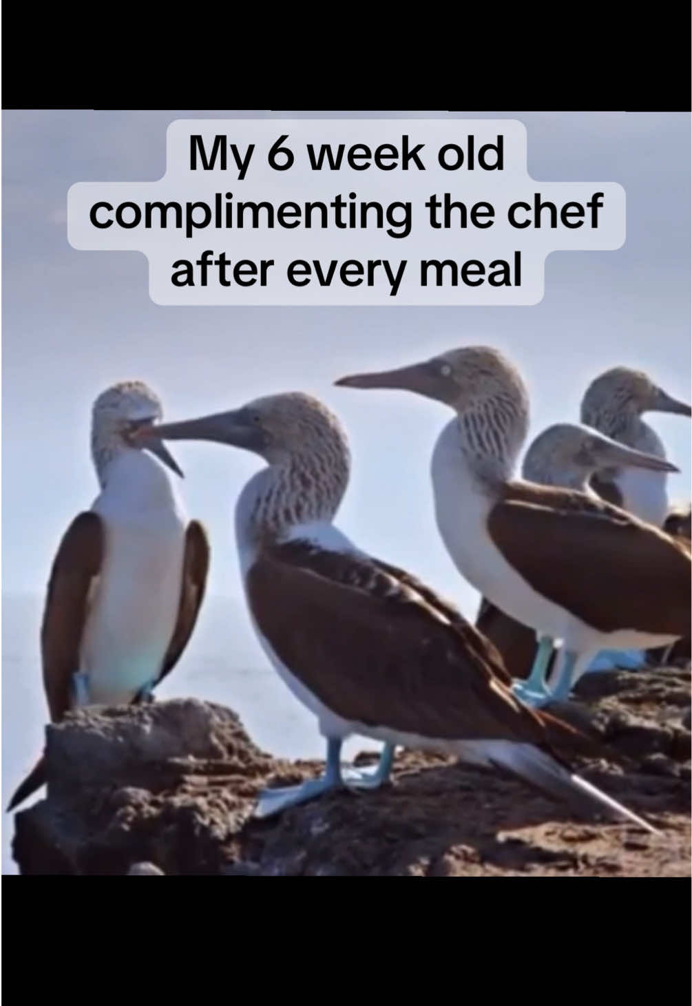@DLC