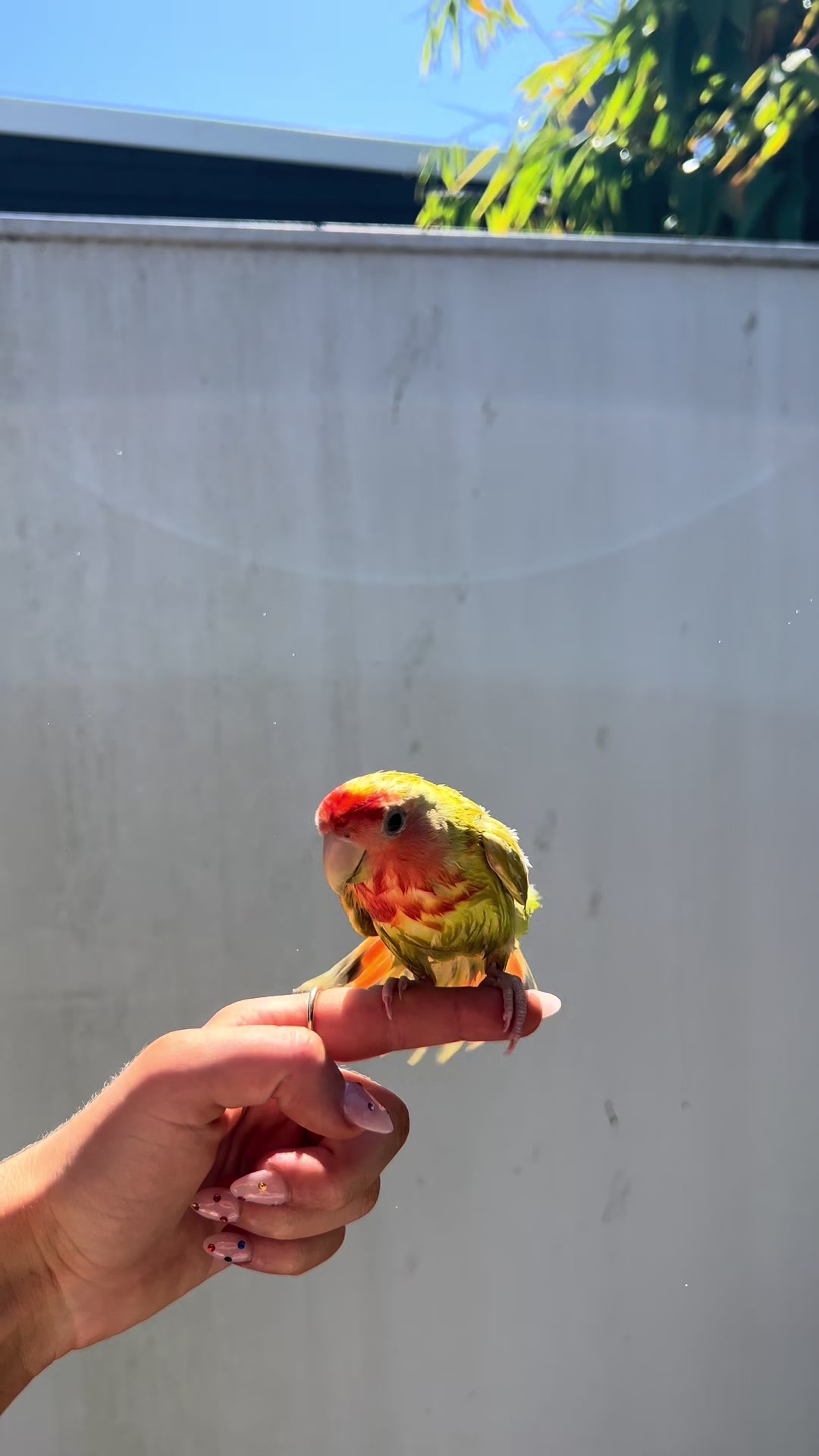 @JARVIS 🐥 the lovebird