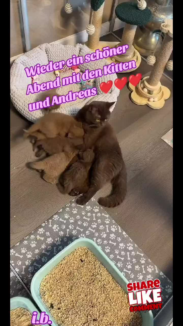 @ines (Miss Marple)❤️T❤️ACats❤️