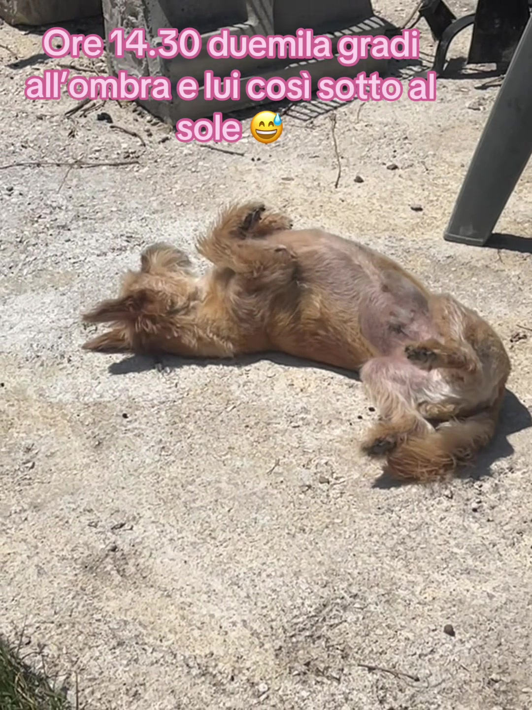 @Tanya Volontaria Animalista